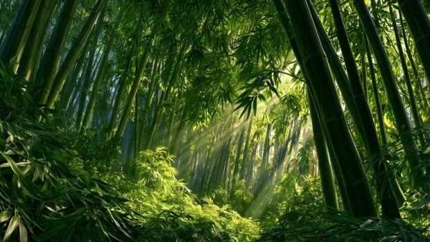 Forest wallpaper featuring a dense bamboo forest with bright sunlight rays piercing through the green canopy