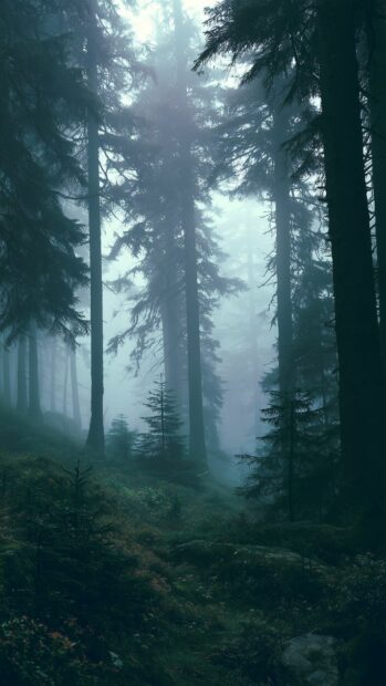 A moody Forest Wallpaper featuring tall, dark evergreen trees shrouded in a thick mist