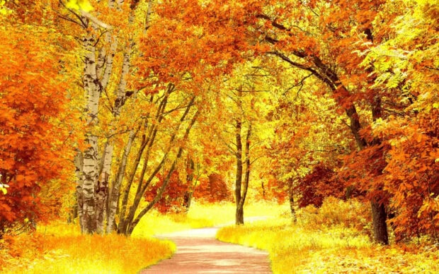 A bright Fall Foliage Wallpaper depicting a golden autumn forest path with white birch trees