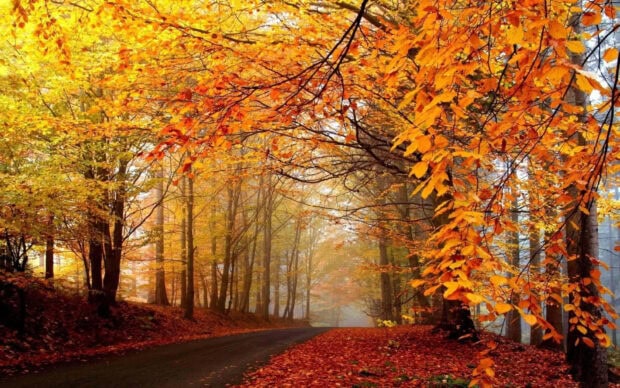 A stunning Fall Trees Wallpaper featuring a winding road through a misty forest with trees adorned in brilliant golden-orange autumn leaves