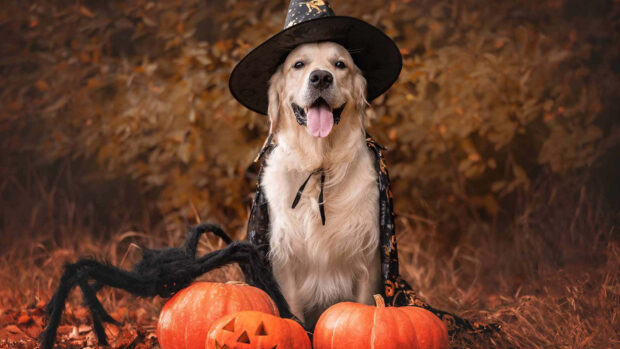 Stunning Halloween Dog Wallpaper of a golden retriever in a witch hat with pumpkins and a spider