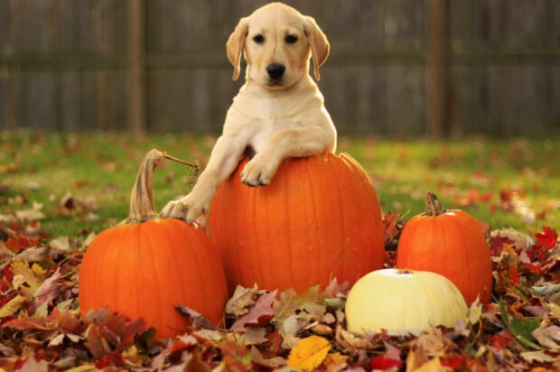A Cute Halloween Wallpaper featuring an adorable golden retriever puppy sitting on a pumpkin amidst colorful autumn leaves