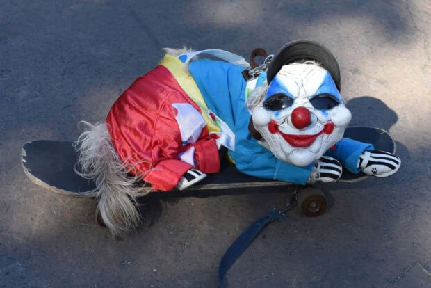 Spooky Halloween Dog Wallpaper featuring a dog in a scary clown costume on a skateboard