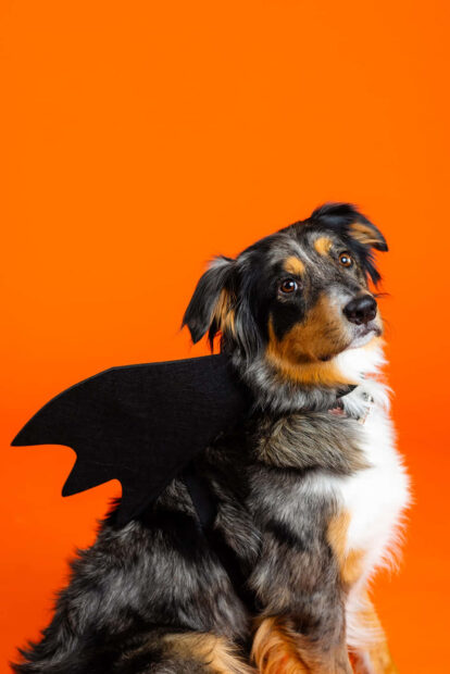 A charming Halloween Dog Wallpaper featuring an Australian Shepherd wearing black bat wings against a solid orange background