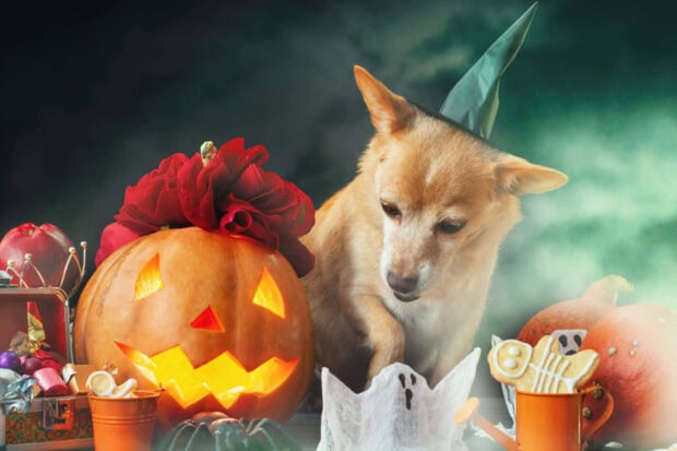 A Halloween Dog Wallpaper showing a Chihuahua wearing a witch hat surrounded by a glowing pumpkin and spooky treats
