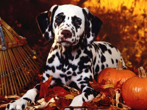 A beautiful Halloween Dog Wallpaper featuring a Dalmatian resting among autumn leaves and small pumpkins