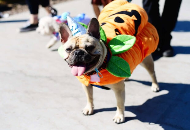 A cute Halloween dog wallpaper featuring a French Bulldog happily wearing a pumpkin costume and a party hat outdoors