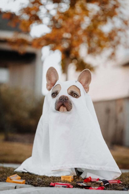 Halloween Dog Wallpaper of a cute French bulldog wearing a white ghost sheet costume surrounded by Halloween candy