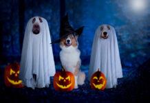 A spooky Halloween dog wallpaper showing three dogs dressed as ghosts and a witch, surrounded by glowing jack-o'-lanterns in a dark, blue-lit forest
