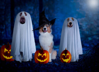 A spooky Halloween dog wallpaper showing three dogs dressed as ghosts and a witch, surrounded by glowing jack-o'-lanterns in a dark, blue-lit forest