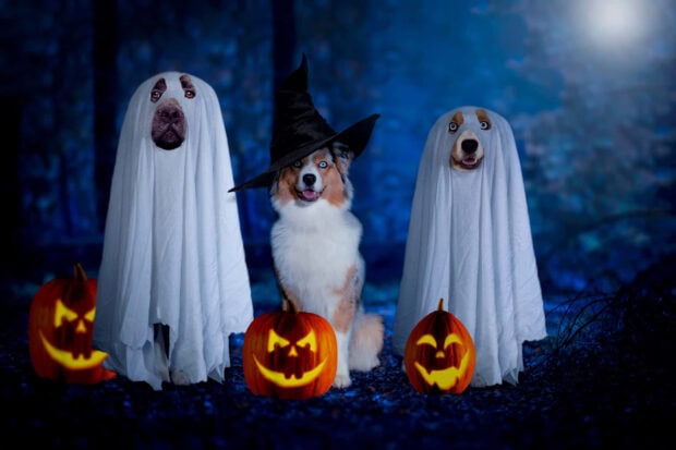 A spooky Halloween dog wallpaper showing three dogs dressed as ghosts and a witch, surrounded by glowing jack-o'-lanterns in a dark, blue-lit forest