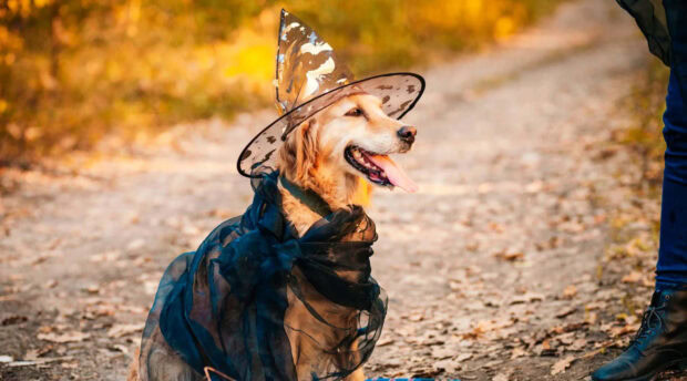 A charming Halloween Dog Wallpaper displaying a Golden Retriever in a witch costume on a sunny autumn path