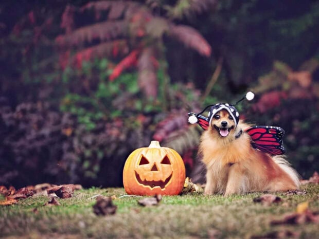 A cute Halloween Dog Wallpaper featuring a Pomeranian in a butterfly costume next to a glowing jack-o'-lantern