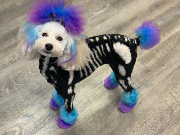 A unique Halloween Dog Wallpaper showcasing a white poodle with its fur dyed as a skeleton costume and vibrant blue and purple accents