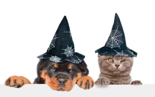 A charming Halloween Dog Wallpaper featuring a puppy and a cat wearing matching witch hats with spiderwebs, peeking over a white surface