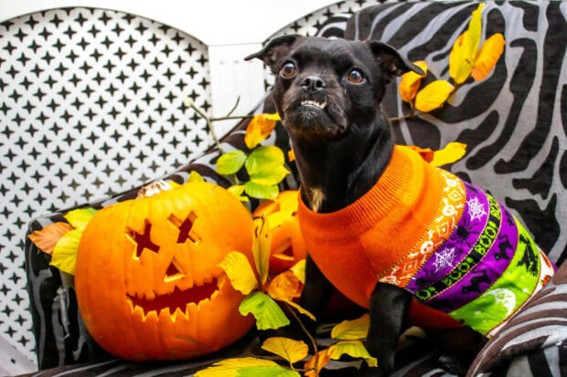 A small black Halloween dog wallpaper featuring a dog in a vibrant orange and purple sweater next to a carved jack-o'-lantern on a patterned chair