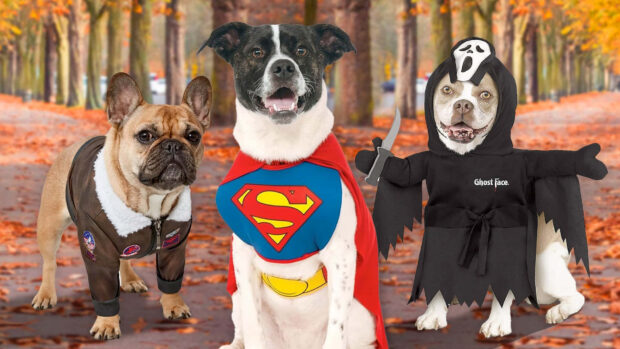 Halloween Dog Wallpaper featuring three adorable dogs dressed in various costumes on an autumn-themed path