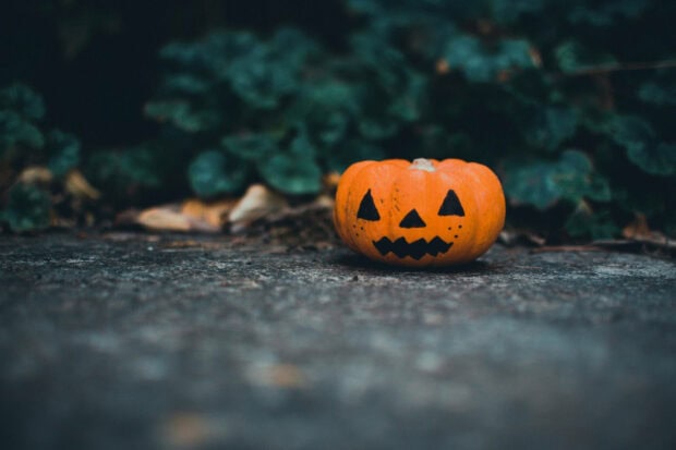 A Halloween Pumpkin Wallpaper featuring a small, carved jack-o'-lantern resting on dark ground with blurred green foliage in the background