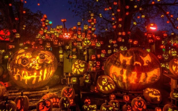 A spectacular outdoor display of intricately carved and glowing Halloween Pumpkin Wallpaper lanterns at night