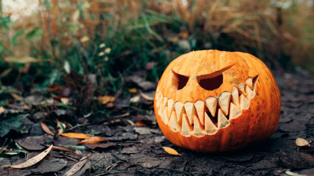 A scary carved Halloween pumpkin wallpaper with sharp teeth sits on dark forest ground