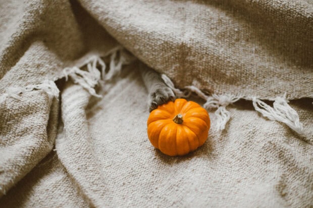 A cute cat paw gently holds a small orange pumpkin on a cozy beige blanket, creating a charming Kawaii Halloween wallpaper