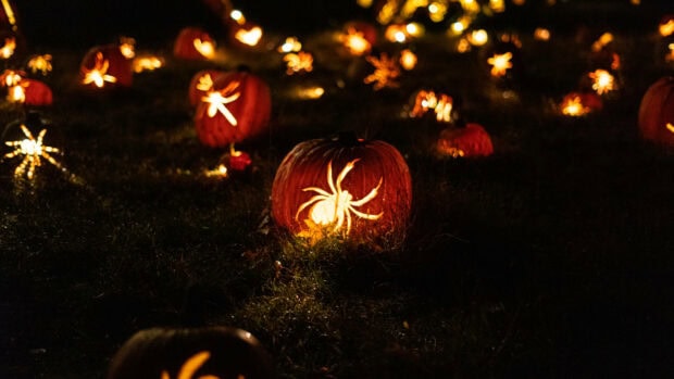Kawaii Halloween wallpaper displaying multiple spider-carved pumpkins glowing brightly in the dark night