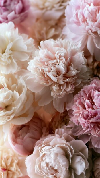 A delicate flower wallpaper showcasing a close-up of light pink and cream peony blooms filling the entire frame