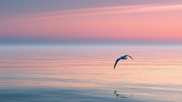 Ocean wallpaper showing a lone seagull flying over calm water reflecting a beautiful pink and blue sunset sky