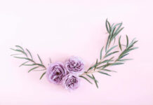 A minimalist pastel summer wallpaper showcasing three elegant purple roses framed by green eucalyptus leaves on a soft pink background