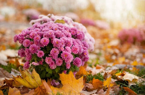 A charming Fall Flowers Wallpaper showing pink chrysanthemums nestled among golden autumn leaves in a sunny outdoor setting