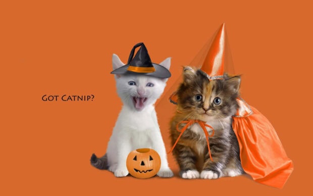 Preppy Halloween Wallpaper featuring two cute kittens in witch hats and costumes on an orange background