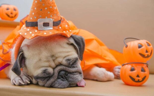 Preppy Halloween Wallpaper featuring a sleeping pug dog wearing an orange witch hat and cape with pumpkins