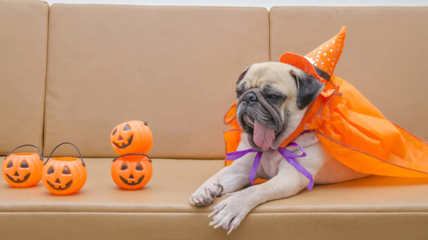 Cute Halloween Dog Wallpaper showing a pug in an orange witch hat and cape with pumpkin buckets