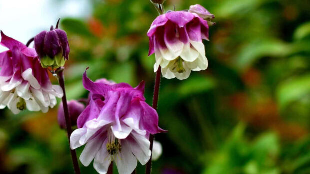 This Fall Flowers Wallpaper showcases two striking purple and white columbine flowers against a soft, blurred green background