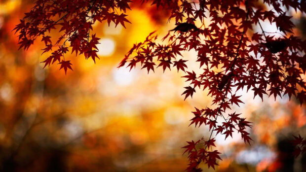 A vibrant Cozy Fall Desktop Wallpaper featuring red and orange maple leaves on branches against a soft, warm bokeh background