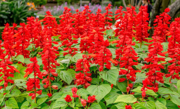 A beautiful Fall Flowers Wallpaper showing a dense patch of bright red salvia flowers with vibrant green leaves in a garden