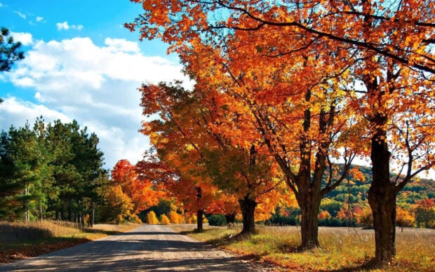A picturesque Fall Foliage Wallpaper depicting a dirt road lined with bright orange and yellow autumn trees under a clear blue sky