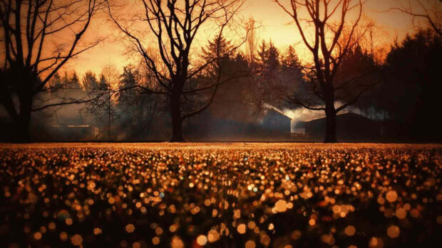 A magical Cozy Fall Desktop Wallpaper featuring a field of sparkling golden bokeh lights with silhouetted trees against an orange sky