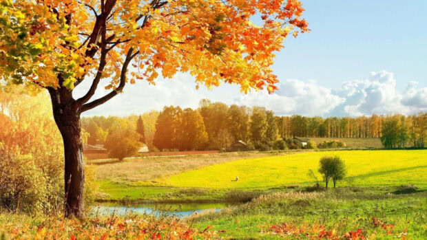 A beautiful fall landscape wallpaper featuring a sunny autumn field with a large tree and a small pond under a clear blue sky