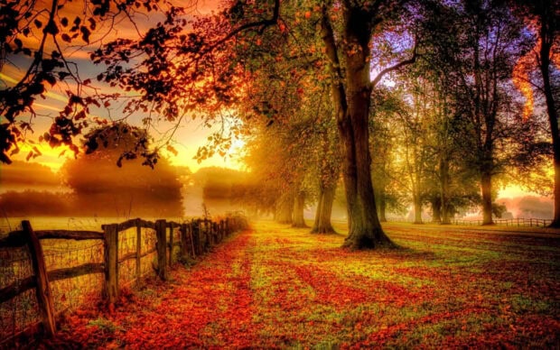 An enchanting fall landscape wallpaper depicting a forest path at sunset, covered with vibrant autumn leaves and lined by a rustic fence