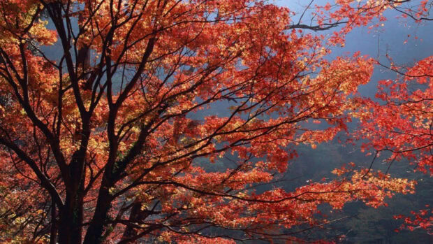 A vibrant Fall Foliage Wallpaper featuring close-up orange and red maple leaves on tree branches