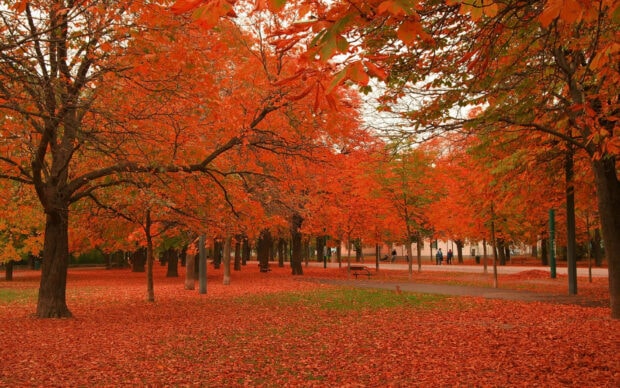 A beautiful Fall Trees Wallpaper depicting a park path covered in vibrant red and orange autumn leaves with numerous trees showcasing their bright foliage