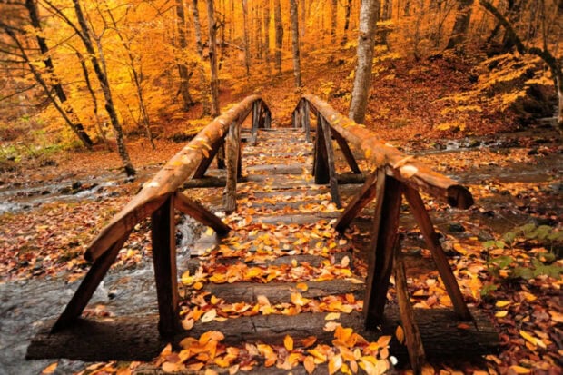 Cozy Fall Desktop Wallpaper featuring a wooden bridge covered in orange leaves in an autumn forest
