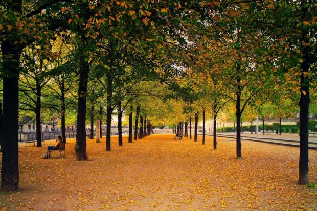 A serene Fall Trees Wallpaper showcasing an autumn park avenue lined with trees displaying yellow-green leaves and a ground blanketed with golden fallen foliage