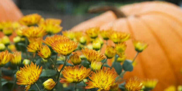 A vibrant Fall Flowers Wallpaper featuring bright yellow chrysanthemums with a soft-focused orange pumpkin in the background