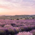 Aesthetic Purple Wallpaper Lavender Field Sunset