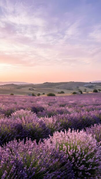 An aesthetic purple wallpaper displays a breathtaking lavender field stretching under a soft sunset sky. The picture captures the tranquil beauty of nature with rolling hills in the background
