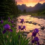 Aesthetic Purple Wallpaper River Irises Sunset Landscape Mobile