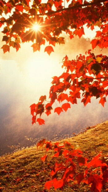 A vibrant Autumn Iphone Wallpaper featuring bright red leaves with a sunburst effect over a misty hillside