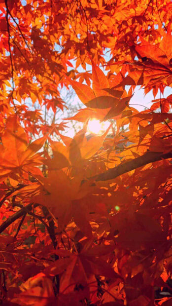 A close-up Autumn Iphone Wallpaper showing vibrant orange maple leaves with sunlight shining through